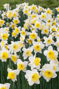 Daffodil Ice Follies (Narcissus) massed