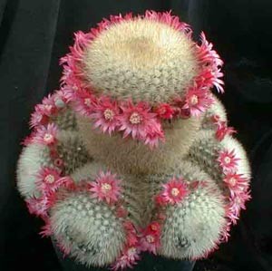 Mammillaria2