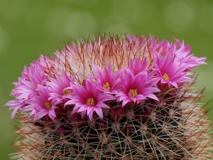 Mammillaria3