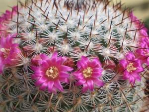 Mammillaria4