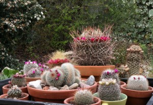 Mammillaria5