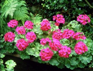 Pelargonium zonale