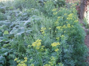 növénytársítások