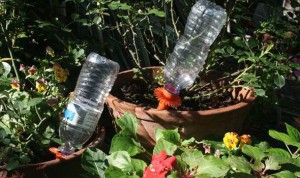 watering2