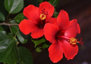 kínai hibiszkusz