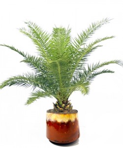 Phoenix-canariensis-3