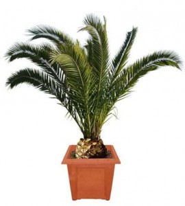 Phoenix-canariensis-4