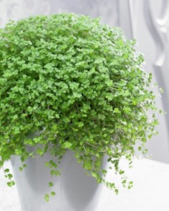 Soleirolia soleirolii