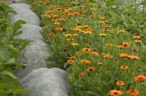 Calendula officinalis 'Indian Prince' (Prince Series) growing at Barnsdale Gardens, Rutland
