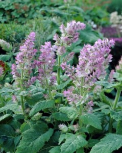 Salvia sclarea var. turkestanica