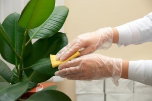 cleaning_plants