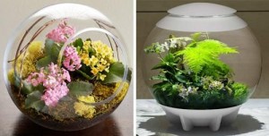 florarium