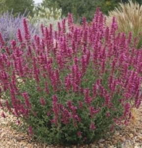 szúnyogűző nagyizsóp