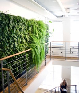 szobanövények a lépcsőn