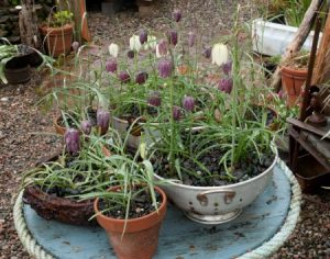 kockásliliom cserépben