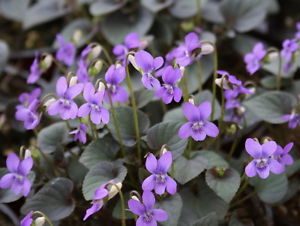 viola labradorica