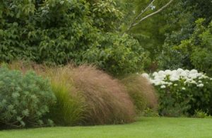 sövények a kertben