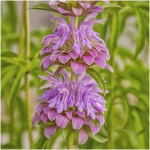 citromillatú méhbalzsam