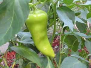 paprika