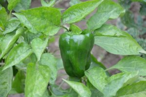 paprika