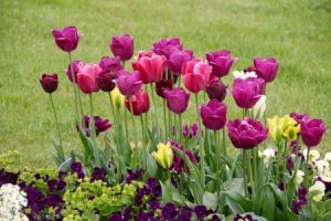 tulipán