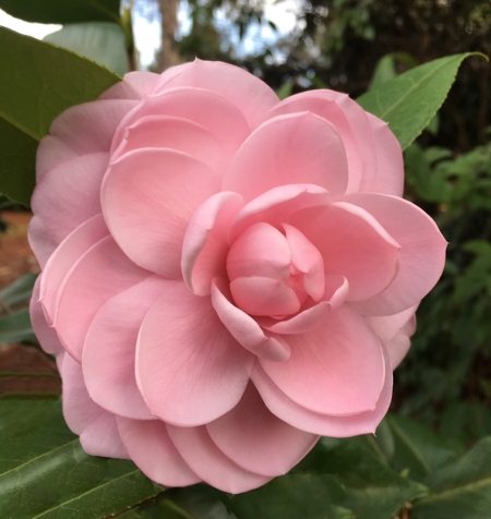 A kamélia (Camellia) jellemzése, ültetése és gondozása - Ankert - Anna  kertje