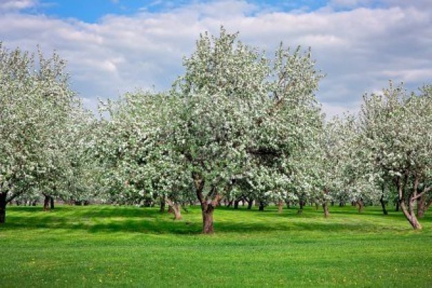 fruit tree