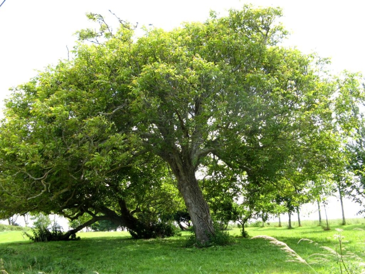 dió