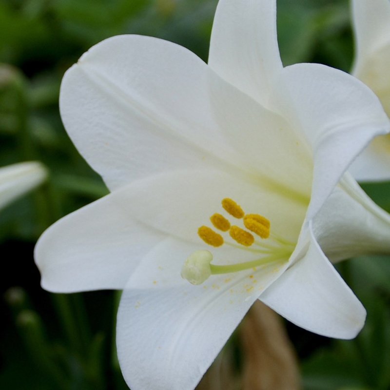 Fehér liliom ízületi kezelés - A jezsámen nem jázmin