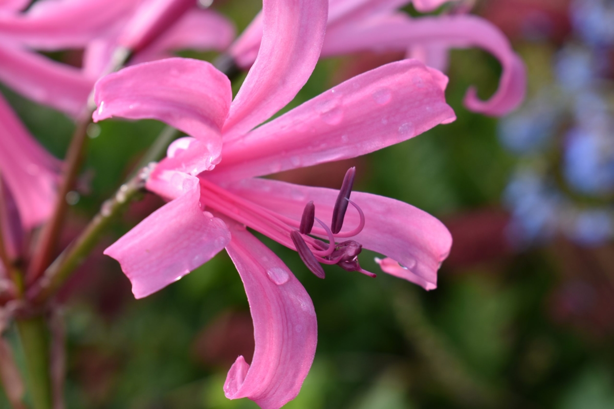 nerine bodwenii