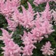 astilbe