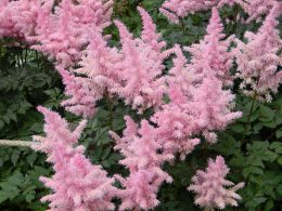astilbe