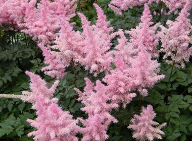 astilbe