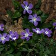 vinca minor