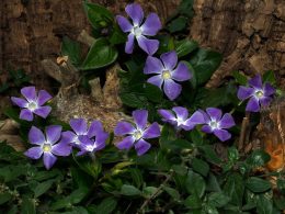 vinca minor