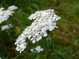 közönséges cickafark