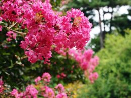 kínai selyemmirtusz